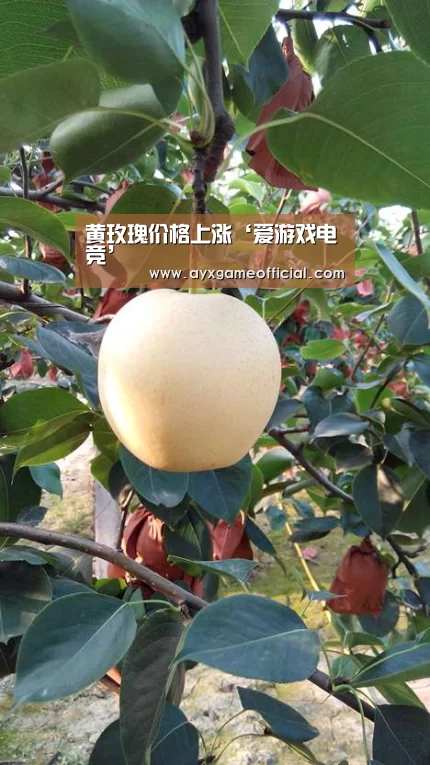 黄玫瑰价格上涨‘爱游戏电竞’(图2) 黄玫瑰价格上涨‘爱游戏电竞’(图2)